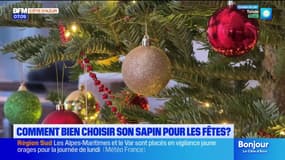 Comment bien choisir son sapin pour les fêtes ?