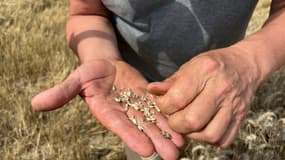 Du blé, petit et de mauvaise qualité après des pluies trop abondantes, dans un champ au Caule-Sainte-Beuve (Seine-Maritime), à la mi-août 2023.