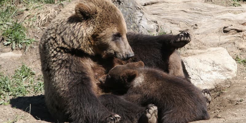 Une ourse et ses oursons au zoo des Angles, dans le sud-ouest de la France, le 18 juin 2015. (Photo d'illustration)