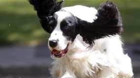 Une compagnie s'apprête à lancer sur l'ensemble des Etats-Unis une chaîne de télévision composée de programmes destinés uniquement aux chiens. /Photo d'archives/REUTERS/Laszlo Balogh