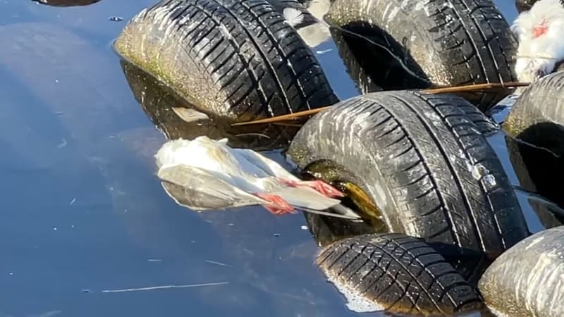 Essonne: plus d'un millier d'oiseaux victimes de la grippe aviaire en deux semaines