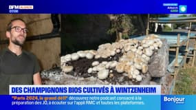 Des champignons biologiques cultivés par un producteur à Wintzenheim