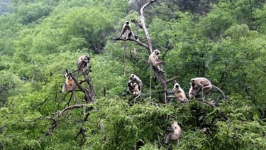 Des singes de la jungle indienne - Image d'illustration