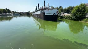 Le port de Saverne, dont l'eau a viré au vert en raison de la présence de cyanobactéries.