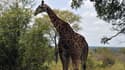 Une girafe dans un parc national en Afrique du Sud (photo d'illustration). - ISSOUF SANOGO / AFP