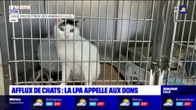 Nord: la ligue protectrice des animaux appelle aux dons