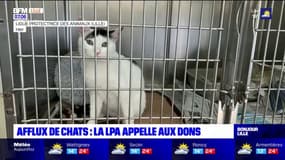 Nord: la ligue protectrice des animaux appelle aux dons