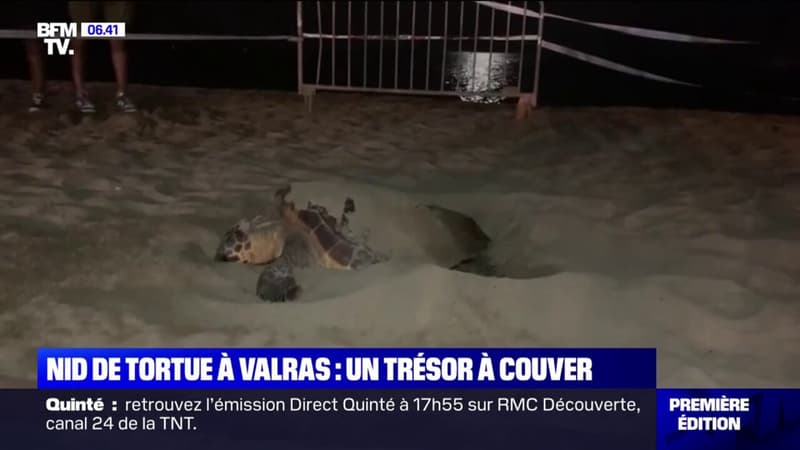 Les images rares de la tortue caouanne venue pondre sur la plage de Valras