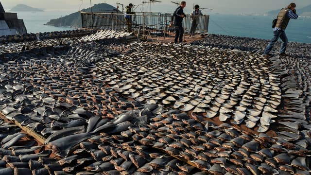 Des ailerons de requins séchant sur le toit d'une usine, à Hong-Kong, en janvier 2013.