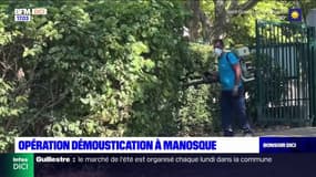 Une opération démoustication menée à Manosque