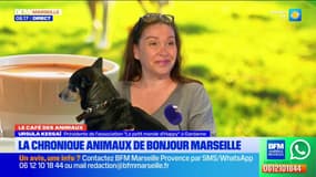 Le Café des Animaux: la deuxième vie d'"Happy"