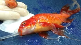 L'opération pour retirer la tumeur du poisson rouge était "délicate".
