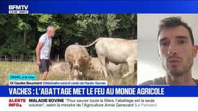 Dermatose nodulaire: "Il n'y a pas de contamination à l'homme, cela ne concerne que les bovins", rassure Gautier Bouchard, vétérinaire rural et canin de Haute-Savoie