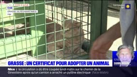 Grasse: un certificat d'engagement et de connaissance pour adopter un animal