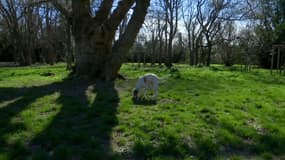 Un chien au parc Henry Fabre à Marseille (8e arrondissement), le 2 mars 2025.