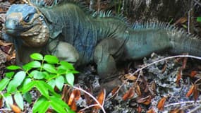 Un iguane bleu.