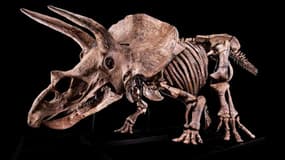 Big John, le Tricératops vendu aux enchères à Paris, le 21 octobre.