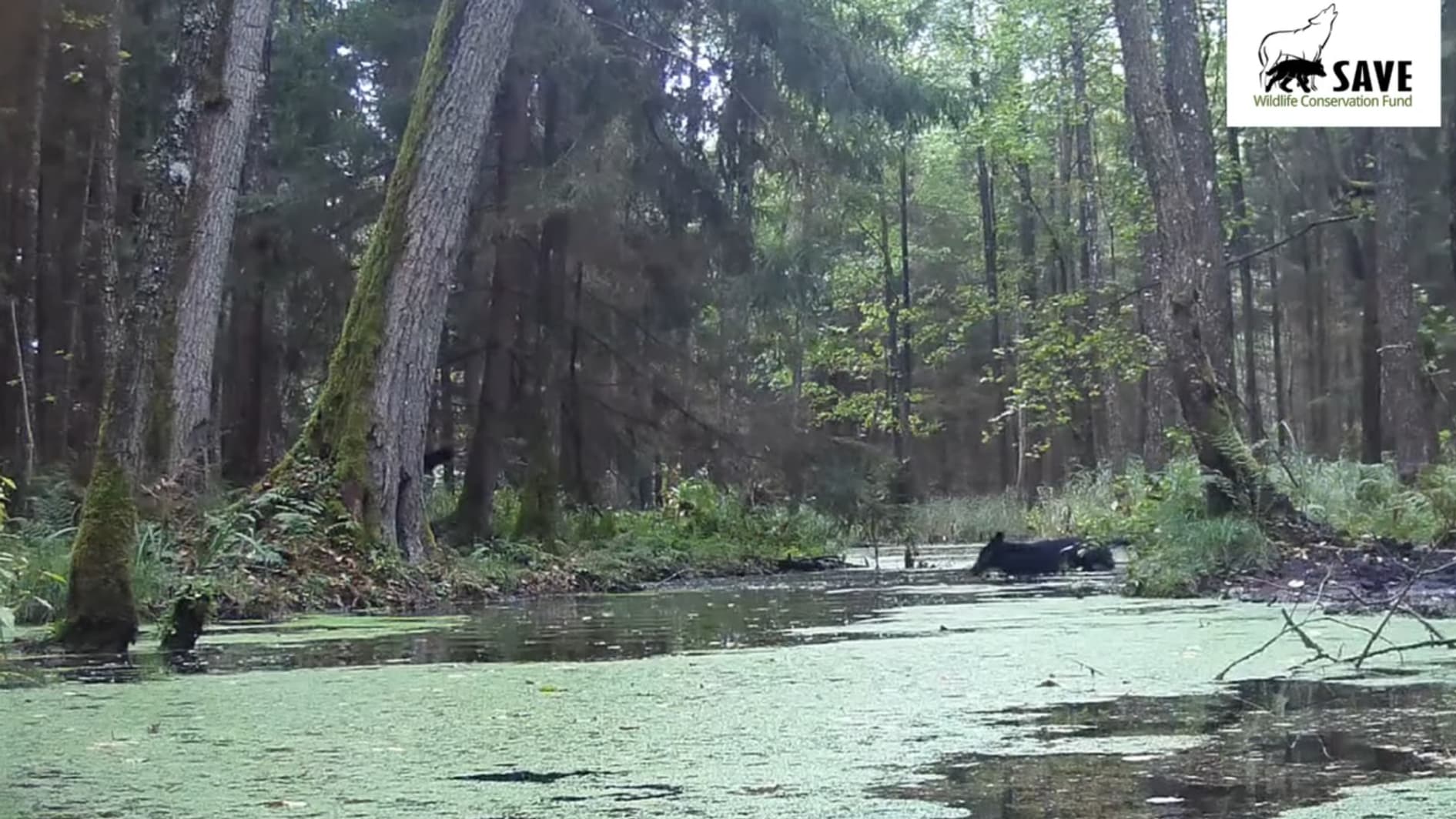 Deux loups noirs repérés dans un forêt de Pologne, février 2025 Deux loups noirs repérés dans un forêt de Pologne, février 2025
