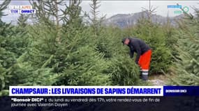 Champsaur: les livraisons de sapins démarrent