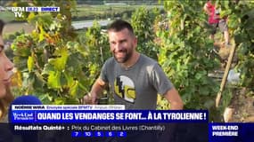 Quand les vendanges se font ... à la tyrolienne ! - 17/09