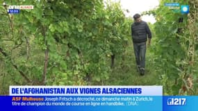  Alsace: un réfugié afghan devient vigneron