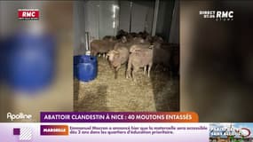 Abattoir clandestin à Nice : 40 moutons entassés 