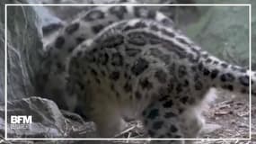 Ce bébé léopard des neiges fait ses premiers pas 