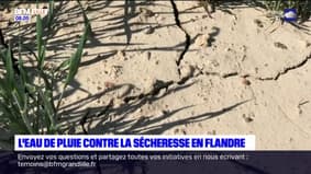 Flandre: récupérer de l'eau de pluie pour lutter contre la sécheresse