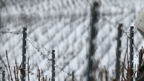 Des vignes sous la neige à Chamery, près de Reims, le 19 mars 2018