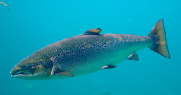 Un saumon atlantique, photographié le 4 juillet 2006,  à Atlanterhavsparken, Ålesund, en Norvège.