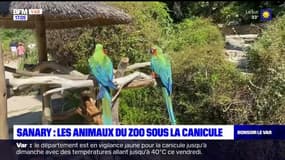 Sanary: les soigneurs protègent les animaux du zoo des fortes chaleurs