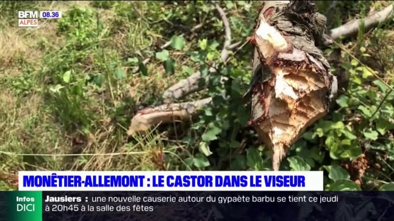 Monêtier-Allemont: les castors posent problème aux agriculteurs