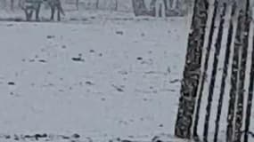 Des taureaux de Camargue sous la neige - Témoins BFMTV