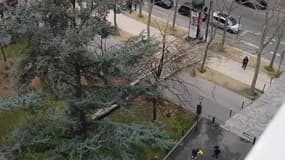 Tempête Ciara: un arbre se couche dans le 13e arrondissement de Paris - Témoins BFMTV