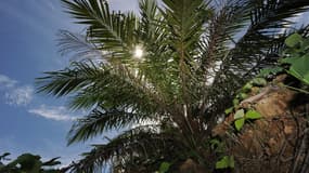 Un palmier à huile poussant sur une plantation sur l'île indonésienne de Bornéo en juin 2012.