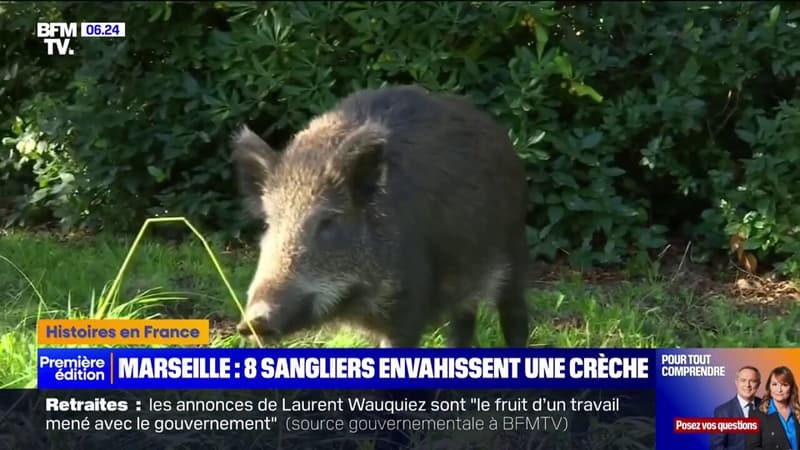 Marseille: huit sangliers s'introduisent dans la cour d'une crèche