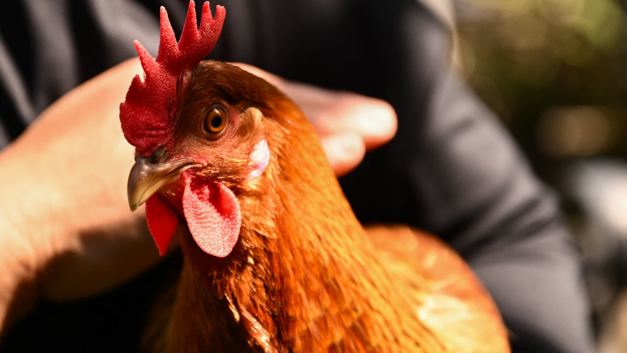 VENDRE DES POULES PONDEUSES POUR LEUR ÉVITER L'ABATTOIR: L'INITIATIVE D'UNE ENTREPRISE EN ESSONNE
