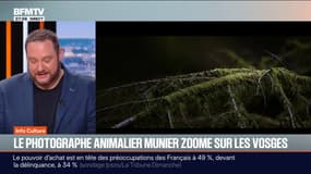 "Le Chant des forêts": le photographe Vincent Munier zoome sur les Vosges dans un documentaire