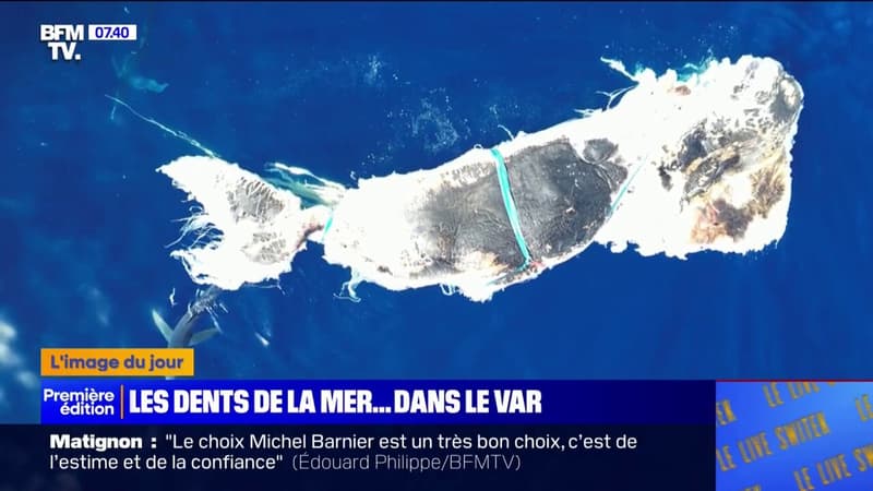 Des requins filmés en train de dévorer la carcasse d'un cachalot au large de Sanary-sur-Mer dans le Var