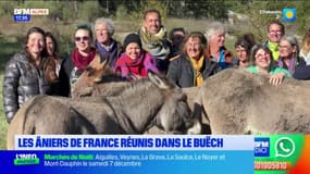 Buëch: des âniers se réunissent pour faire découvrir leur métier 