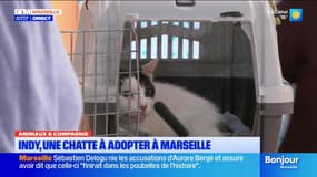 Marseille: Indy, une chatte à adopter