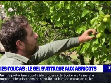 Solliès-Toucas: le gel s'attaque aux abricots