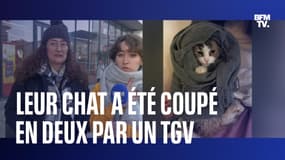 Leur chat a été coupé en deux par un TGV, elles demandent justice à la SNCF