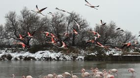 Des flamants roses dans le froid de l'hiver au parc ornithologique de Pont de Gau en Camargue