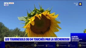 Alpes-de-Haute-Provence: la récolte des tournesols impactée par la sécheresse