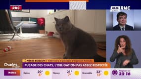 Puçage des chats: "Il y a des croyances sur le fait que ce ne serait pas obligatoire ou pas utile"