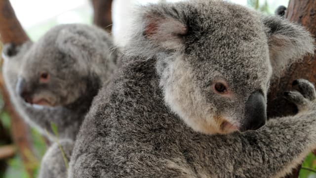 Deux koalas secourus au Lone Pine Koala Sanctuary à Brisbane, en Australie, le 15 janvier 2011 (photo d'illustration)