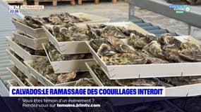 Calvados: le ramassage de coquillages interdit dans deux communes