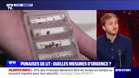 Punaises de lit: "On pense qu'il faut un service public et une planification de désinsectisation au niveau national", affirme François Piquemal (LFI)