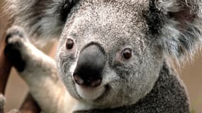 Koala (image d'illustration)